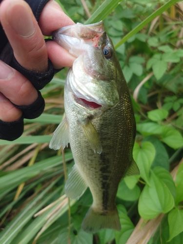 ラージマウスバスの釣果