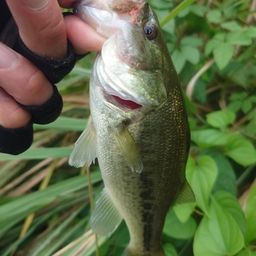 ラージマウスバス