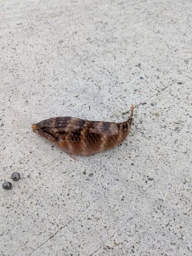 アカササノハベラの釣果