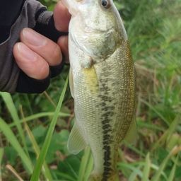 ラージマウスバス