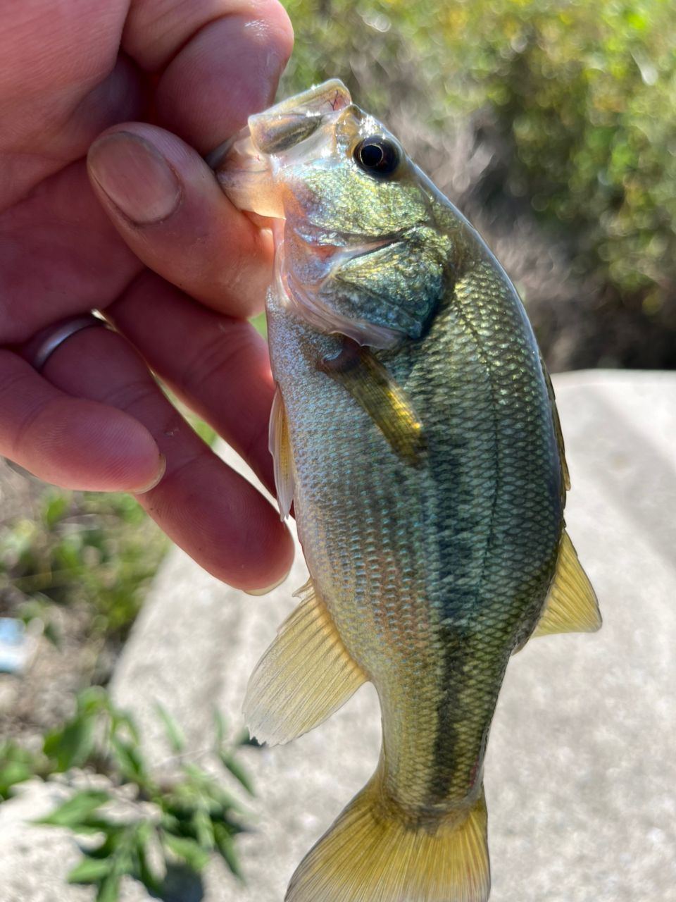 ラージマウスバス