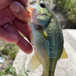 ラージマウスバス