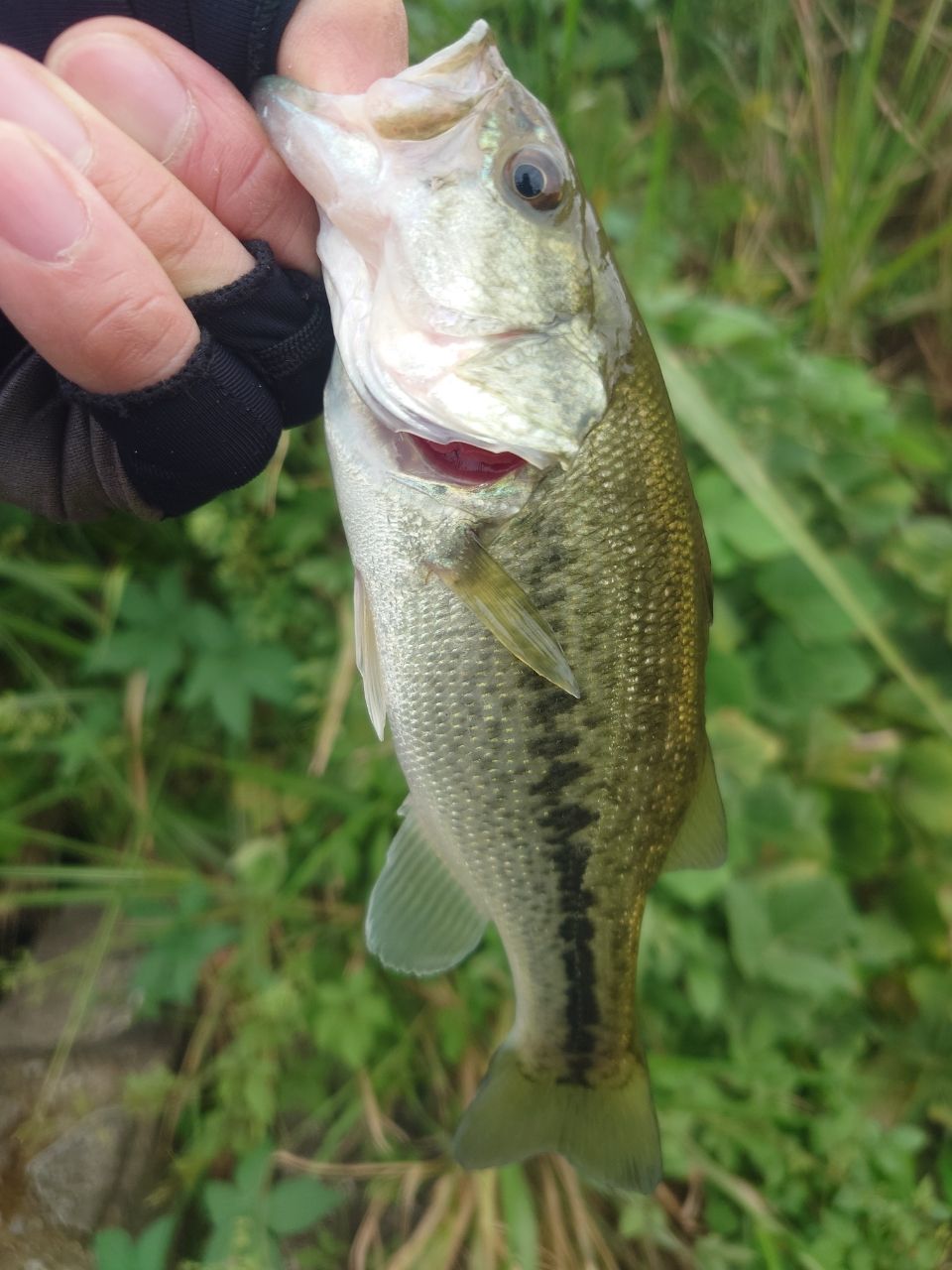 ラージマウスバス