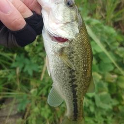 ラージマウスバス