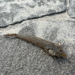 メゴチ