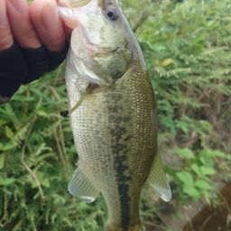 ラージマウスバス