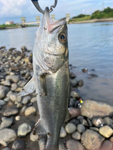 セイゴ（タイリクスズキ）の釣果