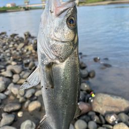 セイゴ（タイリクスズキ）