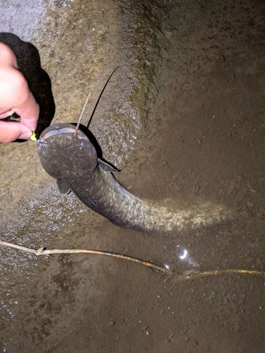 ニホンナマズの釣果
