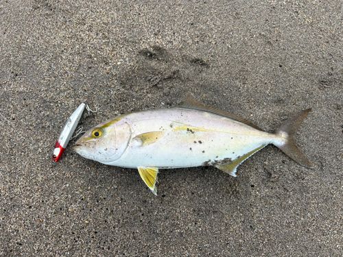 ショゴの釣果