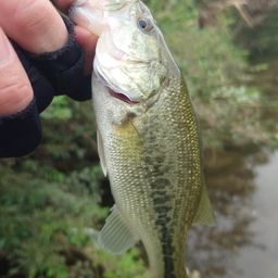 ラージマウスバス