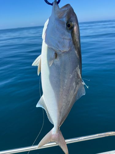 ネリゴの釣果
