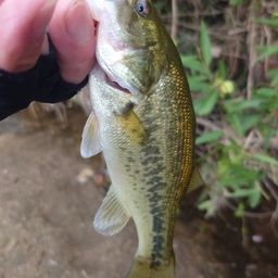 ラージマウスバス