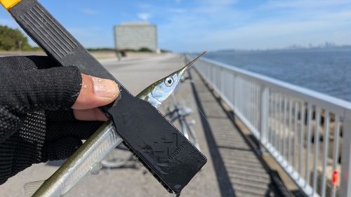 サヨリの釣果