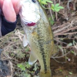 ラージマウスバス