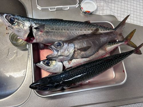 静岡県東部