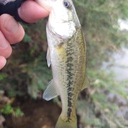 ラージマウスバス