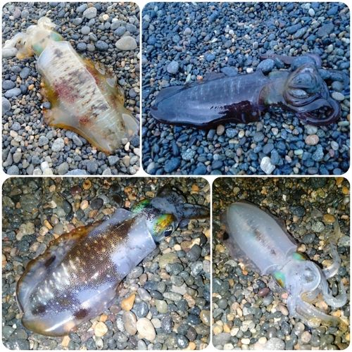 アオリイカの釣果