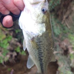 ラージマウスバス