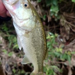 ラージマウスバス