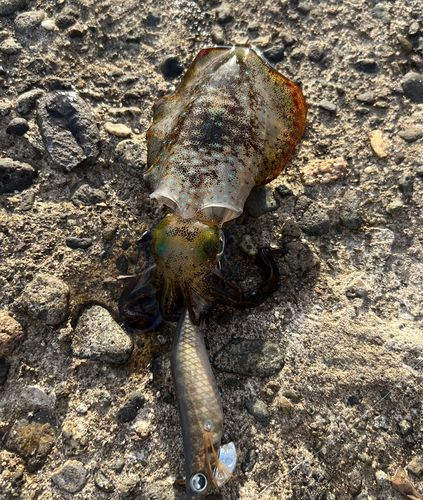 アオリイカの釣果