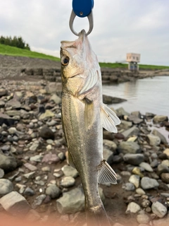 セイゴ（タイリクスズキ）の釣果