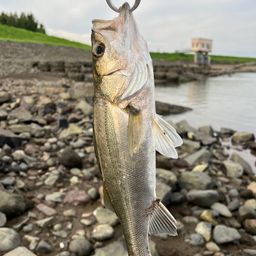 セイゴ（タイリクスズキ）