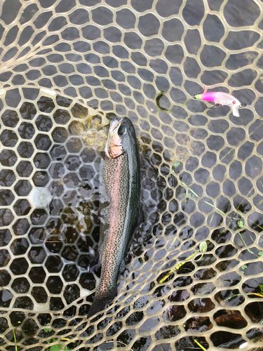 ドナルドソンの釣果