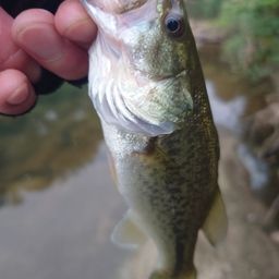 ラージマウスバス