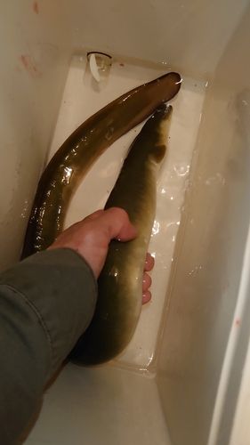 ウナギの釣果