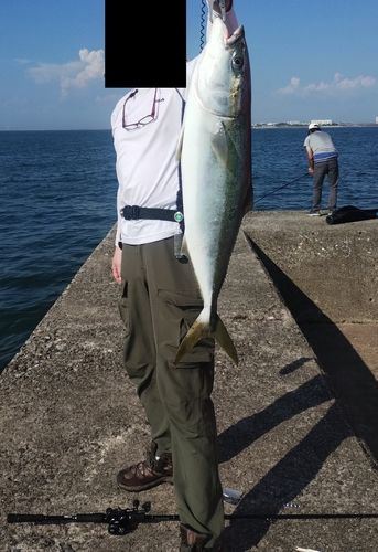 メジロの釣果