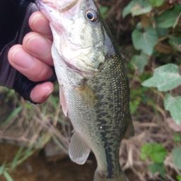 ラージマウスバス