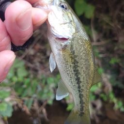 ラージマウスバス