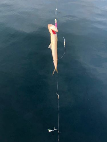 エソの釣果