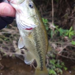 ラージマウスバス