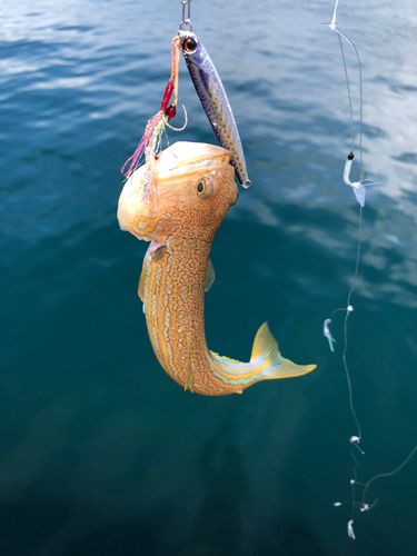オキエソの釣果