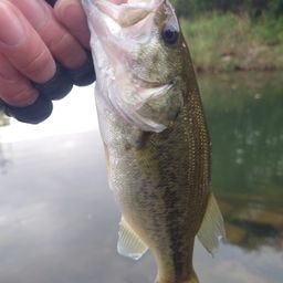 ラージマウスバス