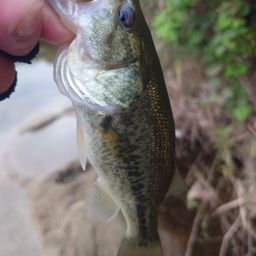 ラージマウスバス