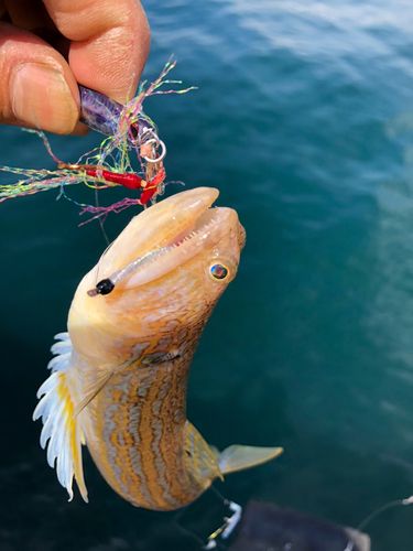 オキエソの釣果