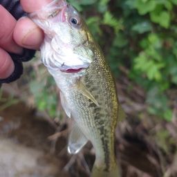 ラージマウスバス