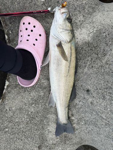 シーバスの釣果