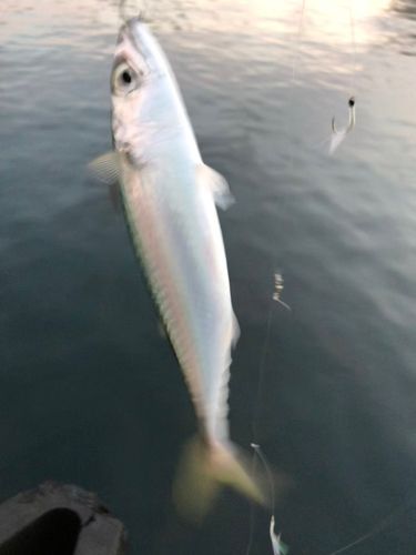 サバの釣果