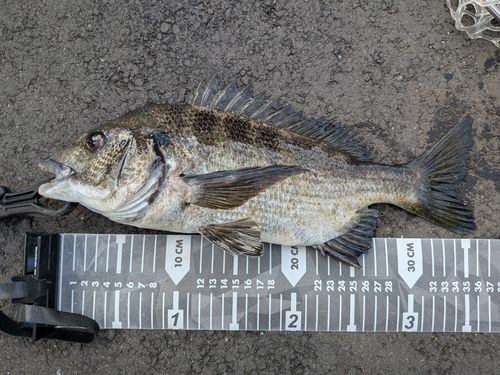 クロダイの釣果