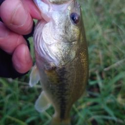 ラージマウスバス