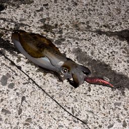 アオリイカ
