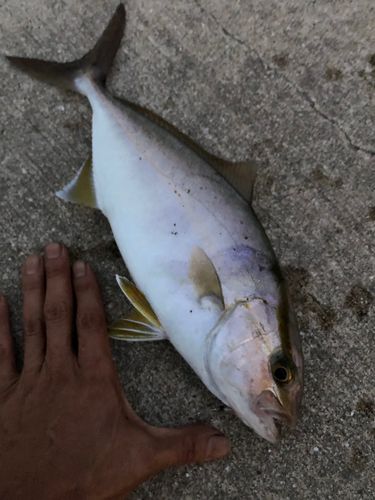 ネリゴの釣果