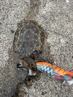 コウイカの釣果