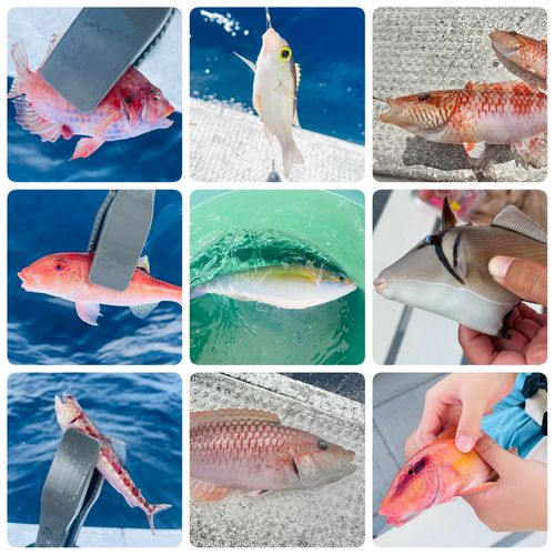 キツネウオの釣果