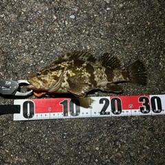 タケノコメバルの釣果