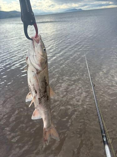 石狩湾